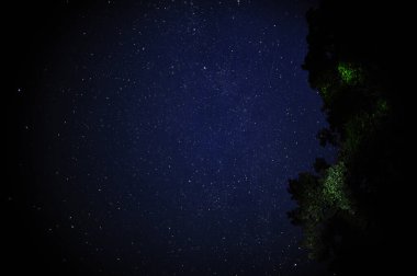 Görkemli bir gece gökyüzünün nefes kesici manzarası, yoğun bir şekilde yemyeşil yaprakların üzerinde sayısız yıldızla dolu.