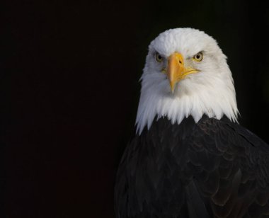 Yetişkin bir Kel Kartal 'ın yakın, detaylı fotoğrafı siyah bir arkaplanda.