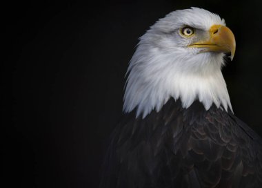 Yetişkin bir Kel Kartal 'ın yakın, detaylı fotoğrafı British Columbia, Kanada' da siyah bir arkaplanda.