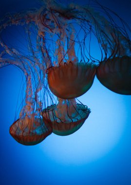Dört, canlı renkli Pasifik deniz ısırganı denizanası mavi suda birlikte yüzer..