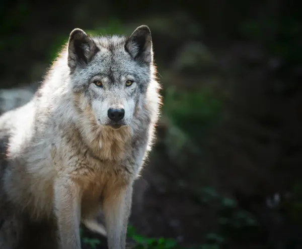 stock image Lone, backlight grey wolf staring at the camera on a green, rocky hill.