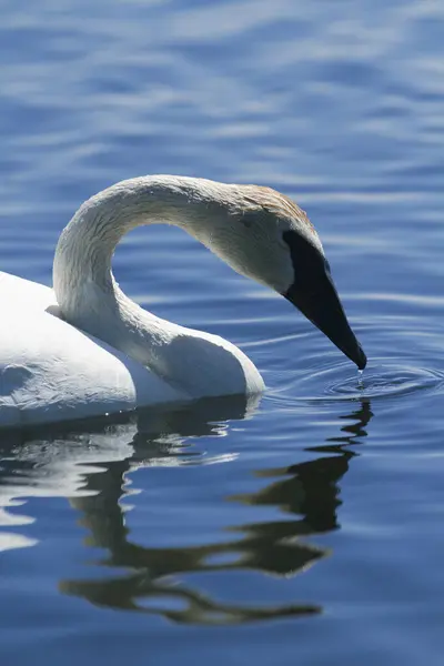 Bir kuğunun gagası suyu okşar ve yansımasında kalp oluşturur..