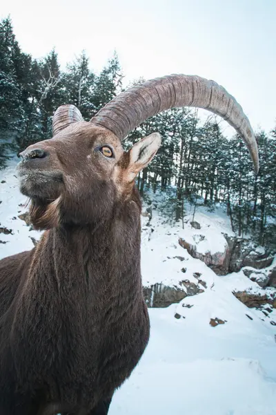 stock image Close up photography of a wild Siberian ibex stands at the foot of a rocky, snow-covered hill covered by tall pine trees.