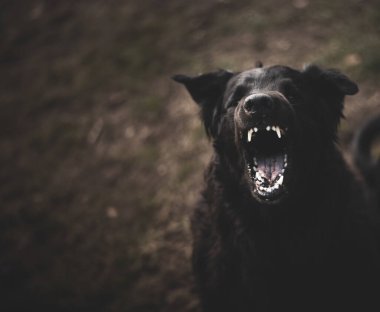 Keskin dişleri olan büyük siyah bir köpek kameraya havlar..