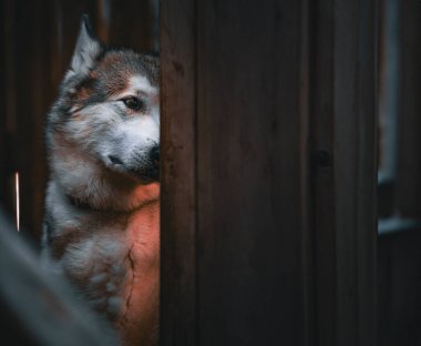Ahşap bir duvarın arkasında saklanan genç bir kocanın sinematik bakışı..