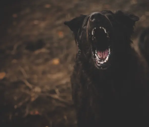 stock image A large black dog with sharp teeth barks at the camera.