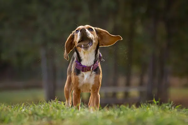 stock image A beagle puppy attemps to eat a large rock in a grassy field.