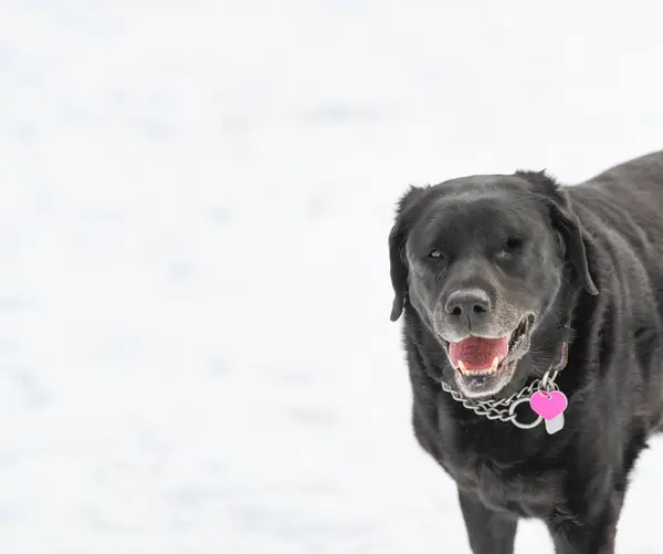 stock image One eyed black labrador with a smile on her face stands against a white backdrop