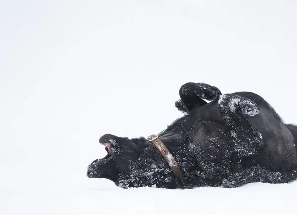 Genç, mutlu bir siyah av köpeği karda yuvarlanıyor..