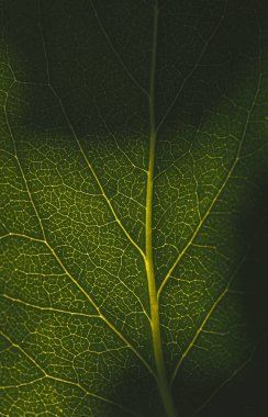 Yeşil klorofil ve yaz güneşi parlayan bir yaprağın damarları..