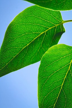 Yeşil klorofil ve yaz güneşi parlayan bir yaprağın damarları..