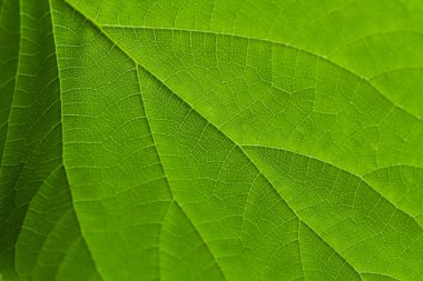 Green chlorophyll and veins of a leaf with the summer sun shining through. clipart