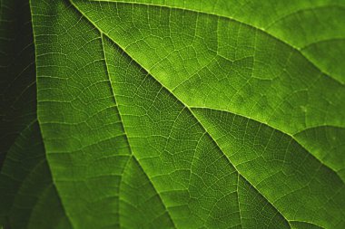 Yeşil klorofil ve yaz güneşi parlayan bir yaprağın damarları..