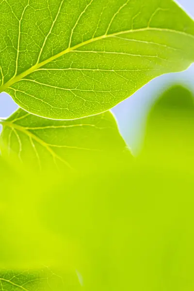 Yeşil klorofil ve yaz güneşi parlayan bir yaprağın damarları..