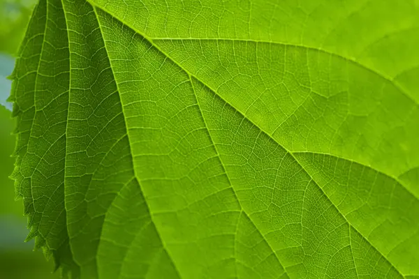 Yeşil klorofil ve yaz güneşi parlayan bir yaprağın damarları..