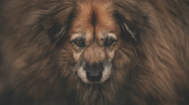 Yüzünde yara izi olan yaşlı bir süs köpeğinin detaylı fotoğrafı. Yapay zeka geliştirilmiş yan paneller.