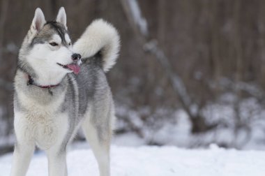 Genç Husky bir kış tarlasında oynarken dilini uzatır..