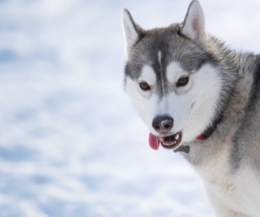 Genç Husky bir kış tarlasında oynarken dilini uzatır..