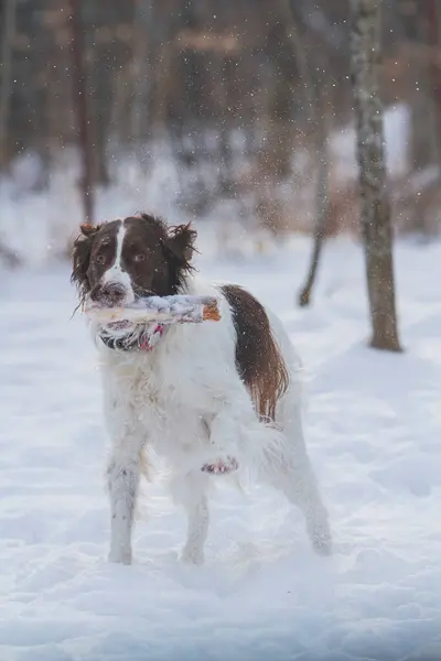 Genç, enerjik Springer Spaniel karda sopayla oynuyor..