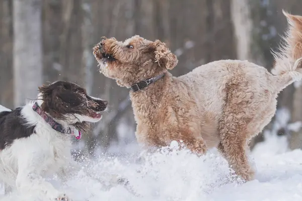 Happy Golden Doodle karlı bir tarlada bir spanyel ile oynuyor..