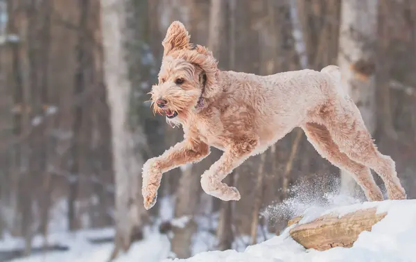 stock image Happy Golden Doodle jumps into the air while playing in a snowy field.