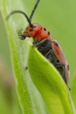 Asclepias bitkisinin yapraklarını araştıran kırmızı yosun böceğinin (Tetraopes tetrophthalmus) makro portresi