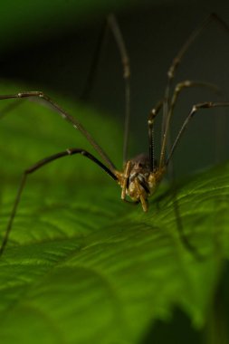 Baba uzun bacaklı örümceğin (Phalangium opilio) yeşil yaprağın üzerinde oturan makro portresi