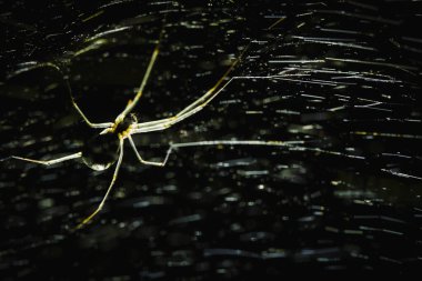 Close up, detailed photograph of a Dome Spider constructing a sheet web in a dark Ontario forest. clipart