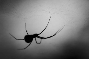 Close up silhouetted photograph of a Dome Spider constructing a sheet web in a dark Ontario forest. clipart