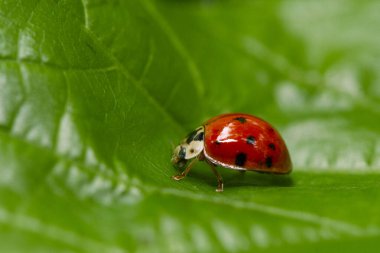 Bir uğur böceğinin (Coccinellidae) koyu arkaplana karşı yeşil bir yaprak keşfinin makro portresi