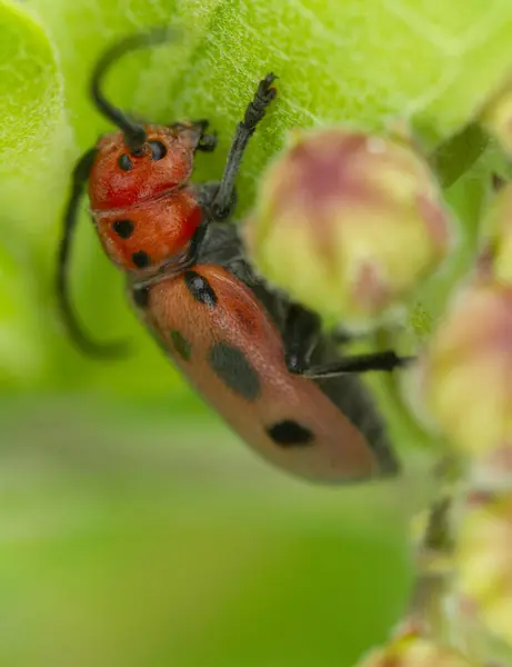 Asclepias bitkisinin yapraklarını araştıran kırmızı yosun böceğinin (Tetraopes tetrophthalmus) makro portresi