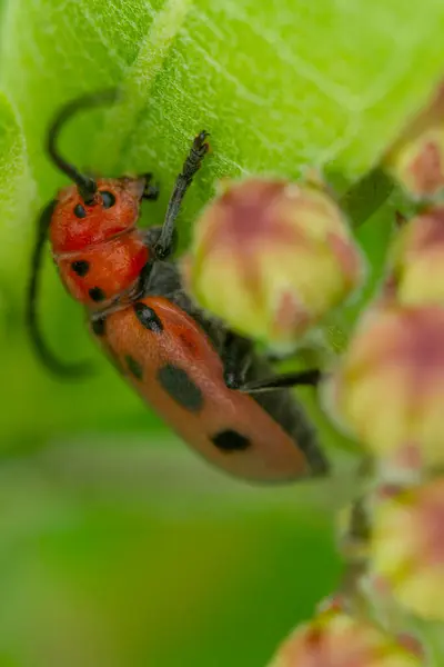 Asclepias bitkisinin yapraklarını araştıran kırmızı yosun böceğinin (Tetraopes tetrophthalmus) makro portresi