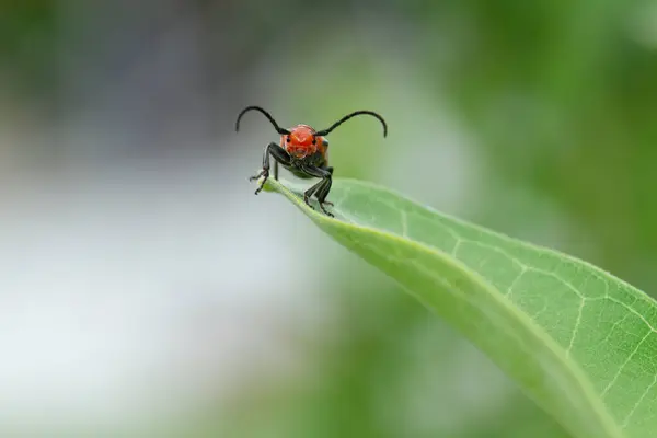 Asclepias bitkisinin yapraklarını araştıran kırmızı yosun böceğinin (Tetraopes tetrophthalmus) makro portresi