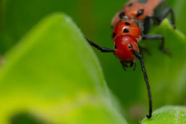 stock image Macro portrait of red milkweed beetle (Tetraopes tetrophthalmus) exploring the leaves of Asclepias plant