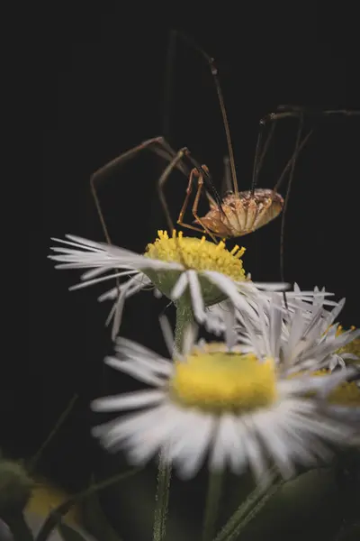 Baba uzun bacaklı örümceğin (Phalangium opilio) makro portresi küçük çiçeklerin üzerinde oturuyor