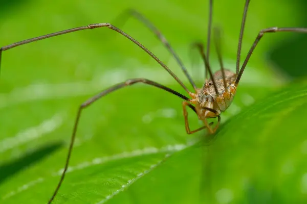 Baba uzun bacaklı örümceğin (Phalangium opilio) yeşil yaprağın üzerinde oturan makro portresi