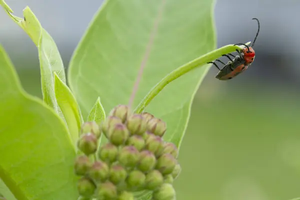 stock image Macro portrait of red milkweed beetle (Tetraopes tetrophthalmus) exploring the leaves of Asclepias plant,