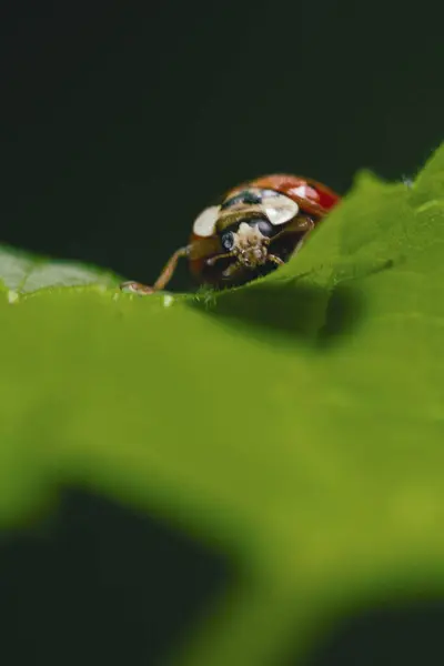 Bir uğur böceğinin (Coccinellidae) koyu arkaplana karşı yeşil bir yaprak keşfinin makro portresi