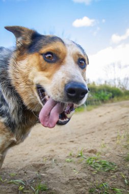 Genç bir Avustralya sığır çobanı portresi. Dilini çıkarmış..