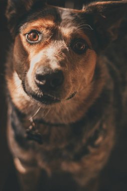 Genç, hiper Avustralyalı Sığır Köpeğinin Portresi.