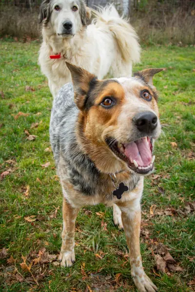 Genç, hiper Avustralyalı Sığır Köpeğinin portresi Yaz güneşinde arkadaşlarıyla oynuyor.