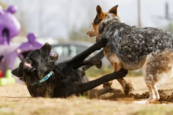 Sıcak bir yaz gününde, kumlu bir arazide iki genç köpek birlikte oynarlar..