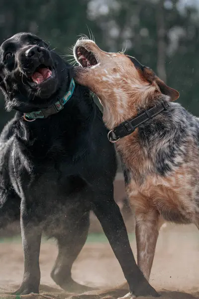 Sıcak bir yaz gününde, kumlu bir arazide iki genç köpek birlikte oynarlar..