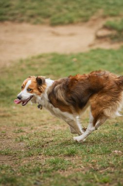 Çimenli bir çayırda koşan bir Collie 'nin eylem fotoğrafı.