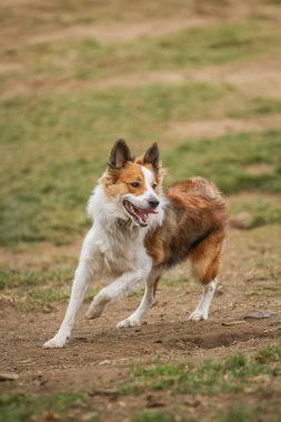 Çimenli bir çayırda koşan bir Collie 'nin eylem fotoğrafı.