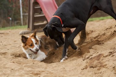 Danua ve Border Collie köpek bakım evinde kumda bir çukur kazıyor..