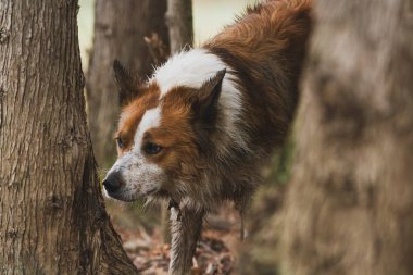 Tuhaf bir Border Collie bütün gününü köpek bakıcılığında geçirirken bir ağacı kokluyor. Yatay.