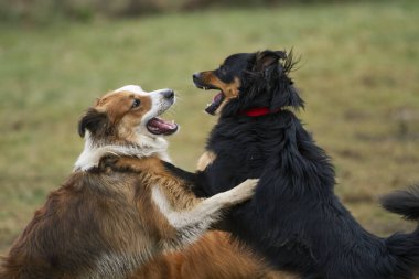 Hovawart köpeği köpek bakım evinde Border Collie ile oynar..