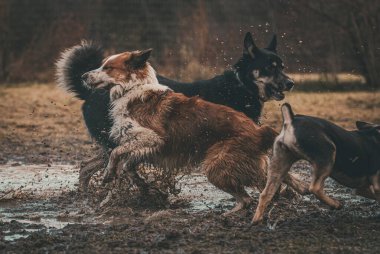 Action photo of a pack of dogs running through a wet, muddy puddle. clipart