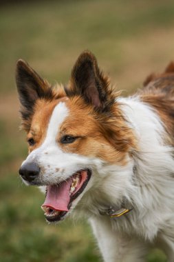 Çimenli bir çayırda koşan bir Collie 'nin eylem fotoğrafı.